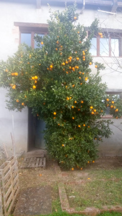 Taronja del Parc
